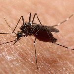 ジカ熱/Zika Virus　-　エボラ、デングに続く脅威